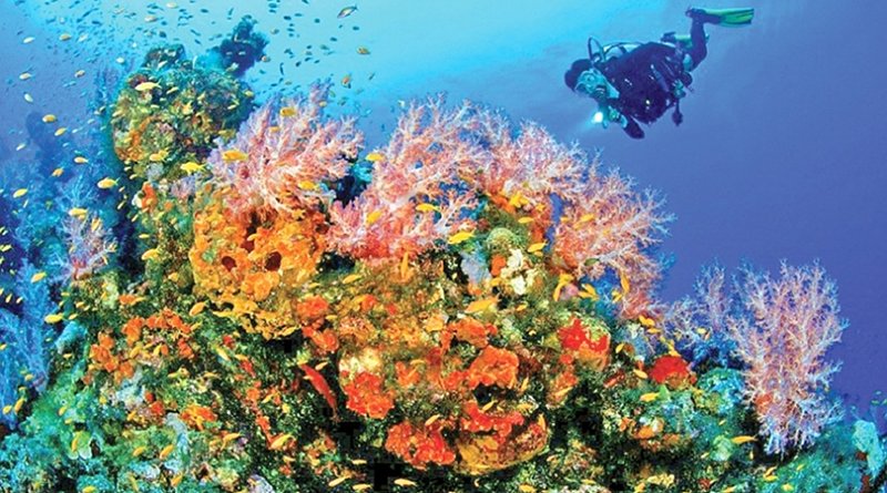 Coral. Photo Credit: Sri Lanka government