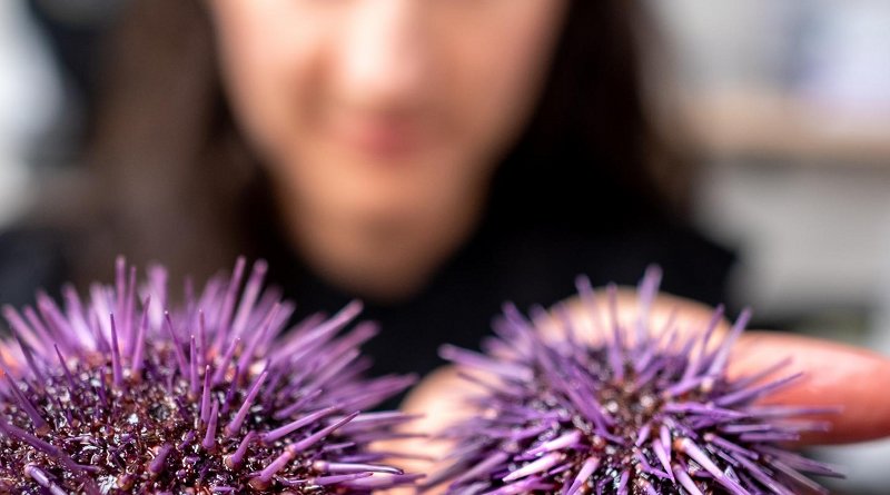 University of Vermont biologist Melissa Pespeni examines two purple sea urchins. Credit Joshua Brown/UVM