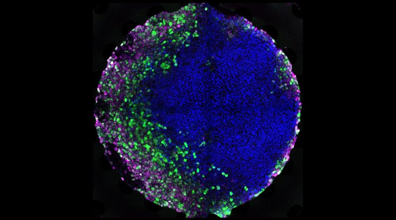 Colony of human embryonic stem cells that was exposed to a microfluidic gradient of a morphogen (BMP4), resulting in the establishment of different cell types arranged in layers. Credit Andrea Manfrin, EPFL