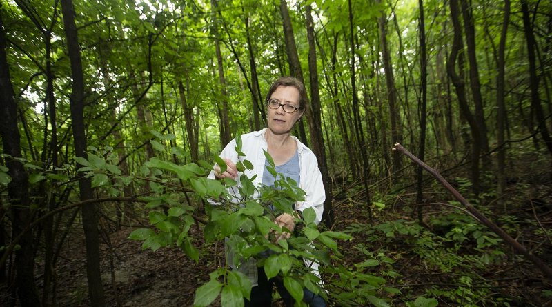 University of Cincinnati biology professor Theresa Culley is finding more Callery pear trees growing wild in Ohio forests. Some states like Ohio are phasing out the sale of the trees. Credit Joseph Fuqua II/UC Creative Services