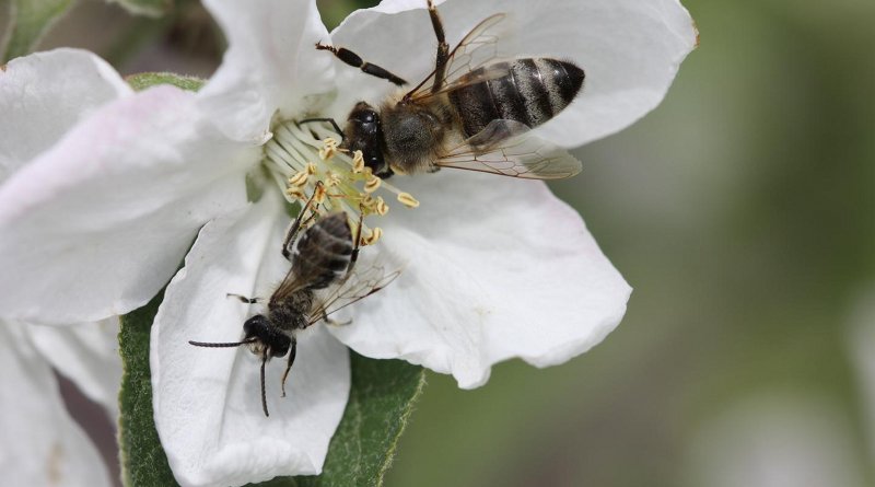 A honey bee worker and a male mining bee on an apple flower. Credit Martin Husemann