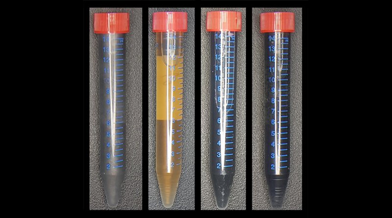 From left to right, A vial of graphite (Gr), like what you would find in an ordinary pencil; a vial of graphene oxide (GO), produced by exfoliating Gr--shedding the layers of the material -- and mixing it with the bacteria Shewanella; a vial of the resulting product -- graphene materials (mrGO); and a vial of graphene materials that have been produced chemically (crGO). The graphene materials produced by Anne Meyer's lab are significantly thinner than the graphene materials produced chemically. Credit Delft University of Technology photo / Benjamin Lehner