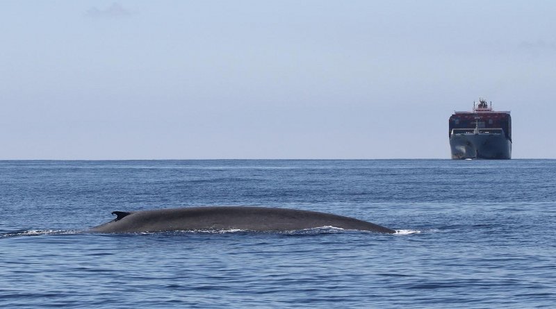 Blue whales remain at risk from ship strikes off Southern California. Credit: John Calambokidis/Cascadia Research Collective