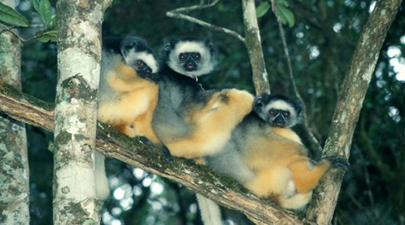 A 2003 photo of three sub-adult lemurs resting in a pristine area of Madagascar's Tsinjoarivo rainforest. Credit Mitch Irwin, Northern Illinois University