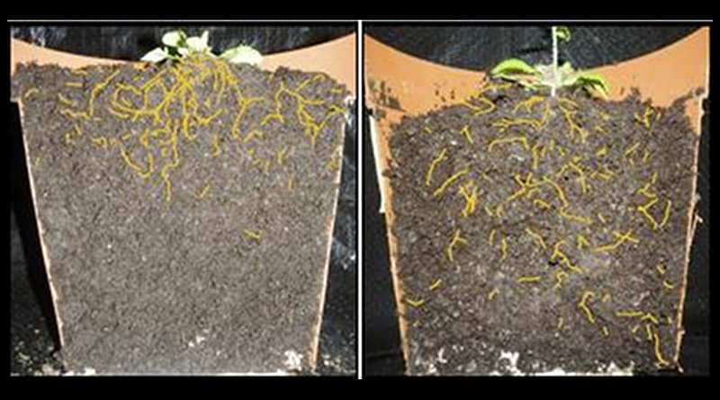 Left: Normal Arabidopsis thaliana plant with shallow root system architecture. Right: Arabidopsis thaliana variant showing deeper root system architecture. (Roots are colored yellow in the image for better visibility.) Credit Salk Institute