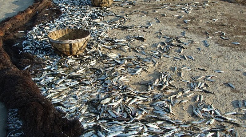 Sardine fishing in India