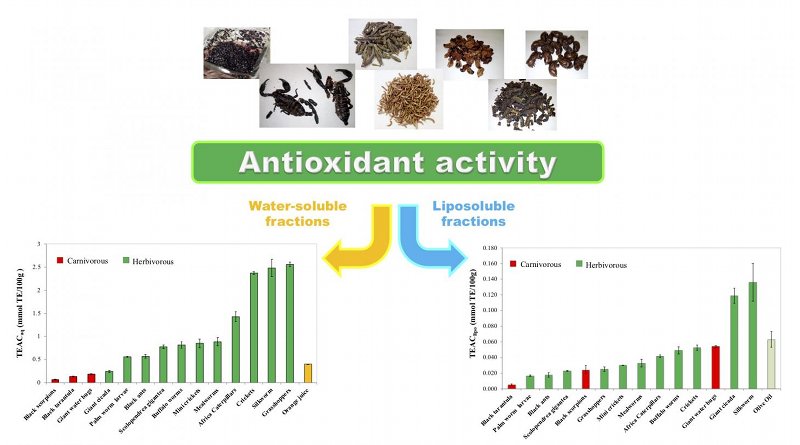 Tables comparing antioxidant capacity (TEAC) of commercially available edible insects and arthropods, with: fresh orange juice (left, for water-soluble extracts) and olive oil (right, for lipid-soluble extracts). Note that the water-soluble extract figures are for the dry extract. Even so, some quick math shows that at the same dilution (88% water), grasshoppers and silkworms would have about 75% the antioxidant activity of OJ. Credit Professor Mauro Serafini