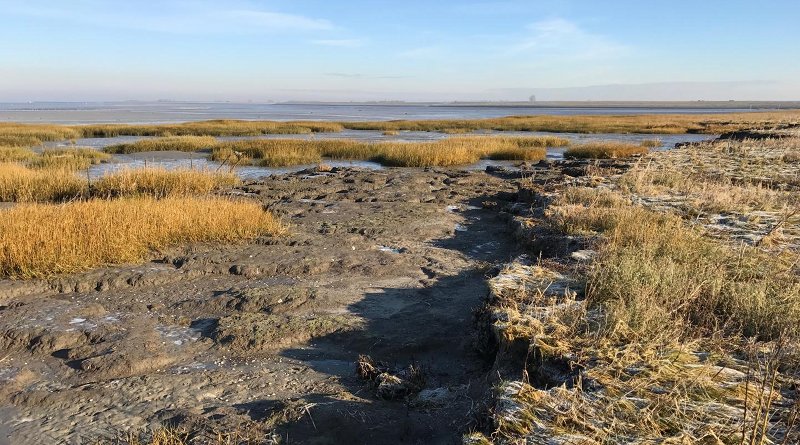 An eroded marsh with vegetation recovery on the neighboring tidal flat. Credit Zhenchang Zhu at NIOZ