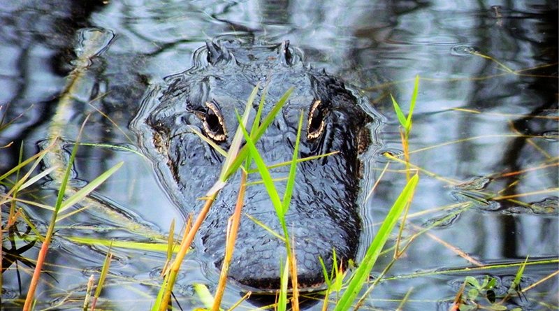 everglades alligator