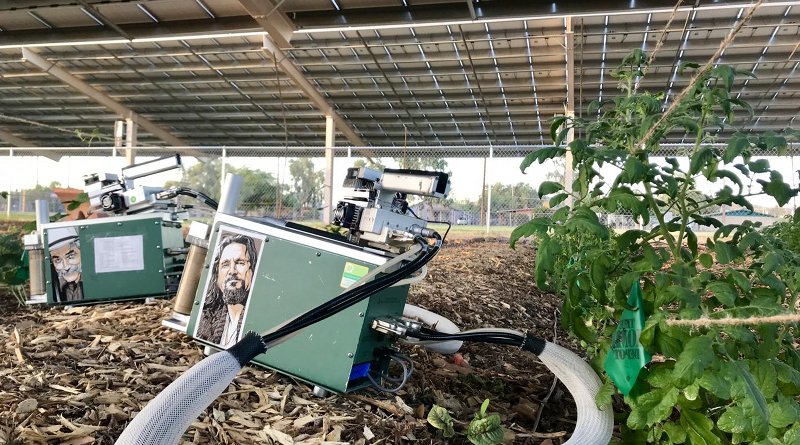 The researchers test the heat and moisture under the solar panels to study the cooling relationship between the crops and panels. Credit Greg Barron-Gafford