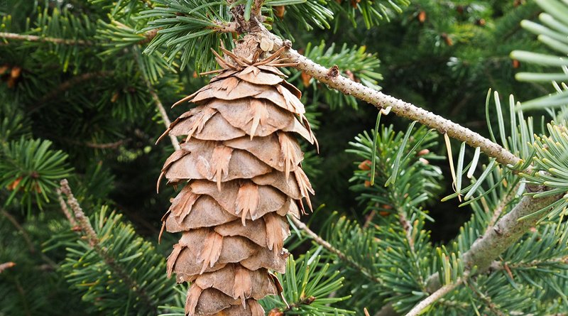Douglas fir pine cone. Photo Credit: Luis Apiolaza, Wikipedia Commons