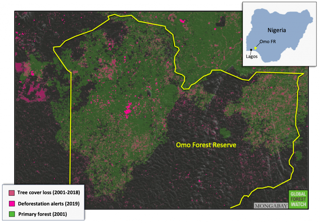 Satellite data show Omo Forest Reserve has lost much of the primary forest it had in 2001. Source: GLAD/UMD, accessed through Global Forest Watch