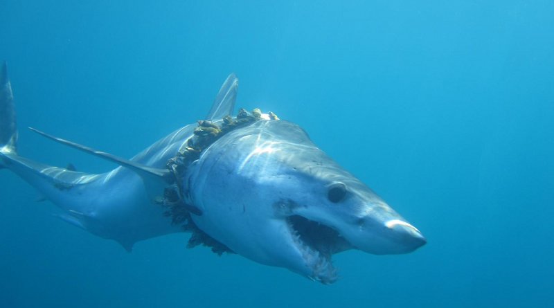 An adult shortfin mako shark entangled in fishing rope (biofouled with barnacles) in the Pacific Ocean, causing scoliosis of the back Credit Daniel Cartamil