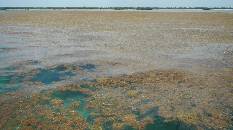 It's been a particularly bad year for brown seaweed in the Florida Keys. Credit Brian Lapointe, Ph.D., Florida Atlantic University's Harbor Branch Oceanographic Institute
