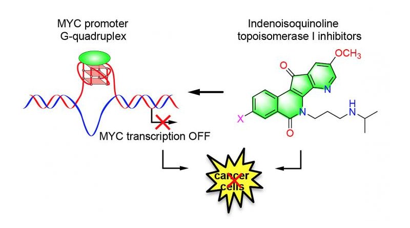 Purdue University researchers have discovered potential anticancer agents that stabilize the MYC promoter G-quadruplex and downregulate the expression of the MYC oncogene. Credit Purdue University/Danzhou Yang