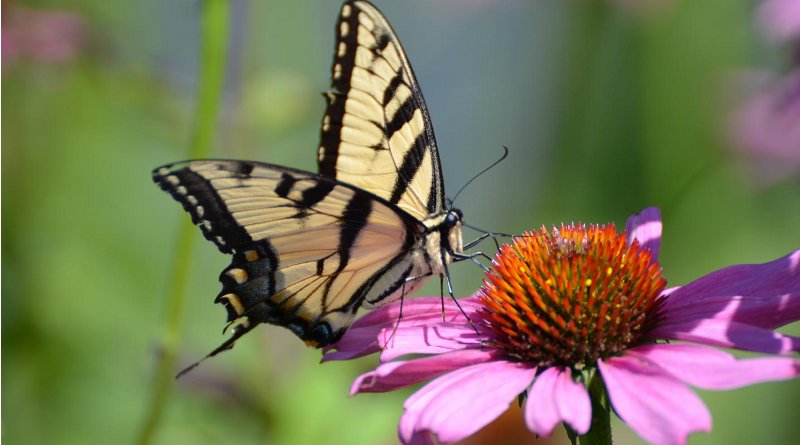 Swallowtail butterfly on flower. Credit: Rob Liptak, Ohio Lepidopterists