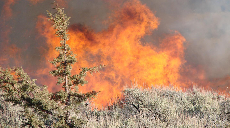 Prescribed burning maintains sagebrush dominance longer in the face of encroaching western juniper, helping save endangered sage grouse habitat. CREDIT ARS-USDA