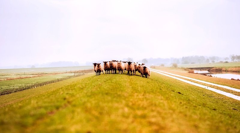Sheep in German farm