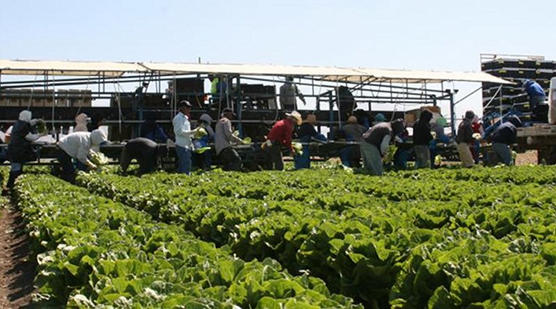 Workers processing greens in field studied. Credit Eric Brennan