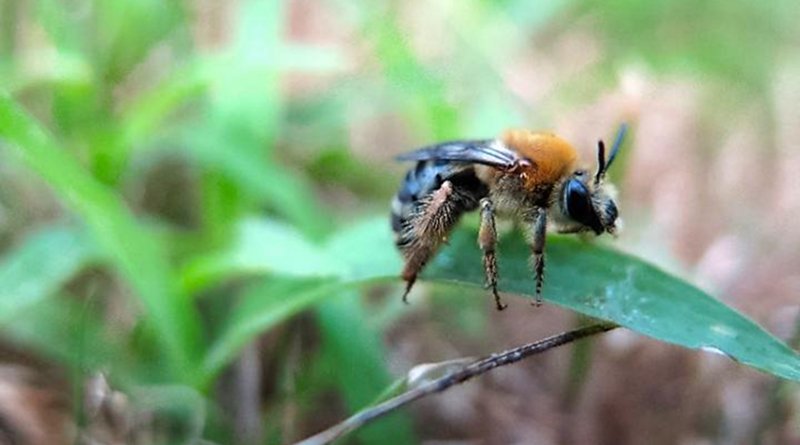 A female squash bee (University of Guelph) Credit University of Guelph