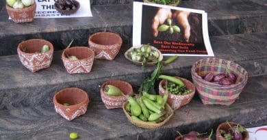 Baskets of many different kind of Brinjal (aka "Eggplant") put out by protesters during the listening tour of India's environment minister relating to the introduction of BT Brinjal. Spring 2010 in Bangalore, India. Photo Credit: Infoeco, Wikipedia Commons.