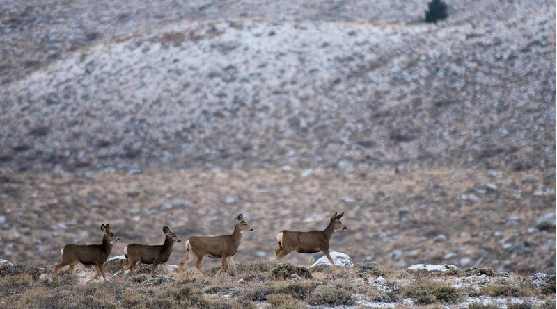 Mule deer move across a sagebrush-covered basin in western Wyoming. New University of Wyoming research shows that deer navigate in spring and fall mostly by using their knowledge of past migration routes and seasonal ranges. Credit Joe Riis