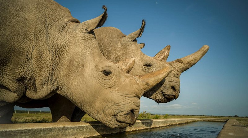 Najin (left) and Fatu (right) are the last two northern white rhinos on the planet. This photo was taken on Ol Pejeta Conservancy in their 700-acre enclosure. Credit Ami Vitale