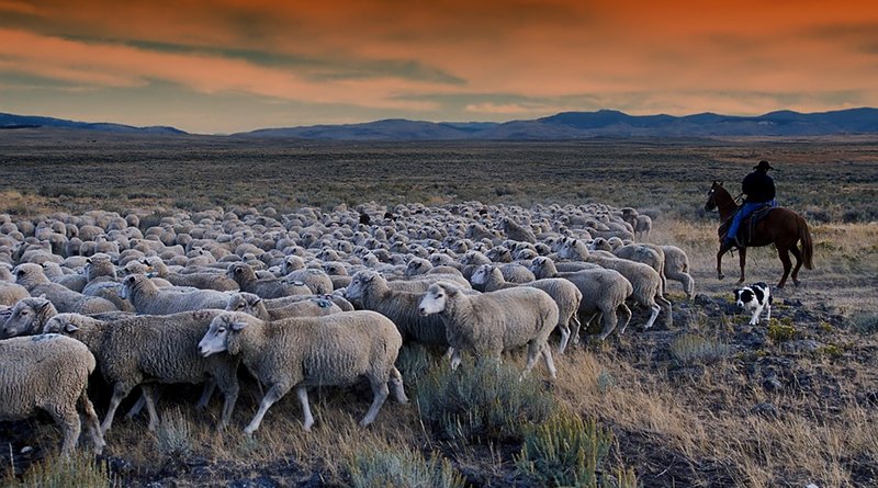 Farmer grazes sheep in Idaho