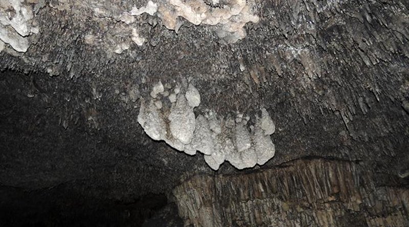 A closeup of the bulbous stalactitic feature of a phreatic overgrowth on speleothems (POS). Credit University of New Mexico