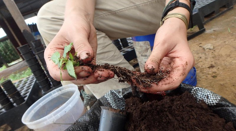 Picture of the Early successional species (Guazuma crinita Mart) before transplant, as received by the tree nursery. Credit David Lefebvr