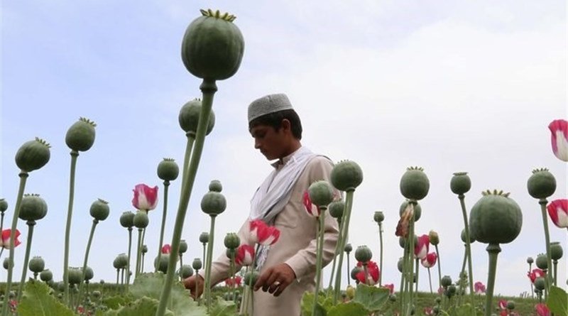 Cultivating poppies in Afghanistan for opium. Photo Credit: Tasnim News Agency.