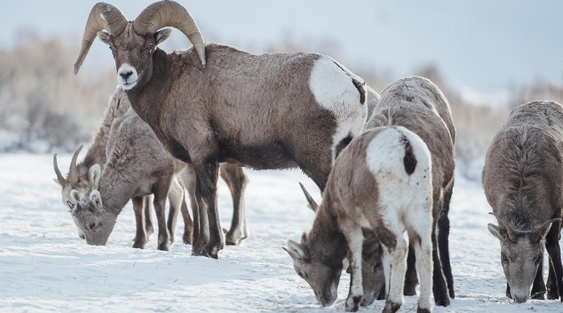 A big horn ram looks back as yearling big horn sheep eat hay off a snow field while Montana State University students and faculty in the Department of Ecology, volunteer with Montana Fish, Wildlife and Parks officials and biologists in capturing and relocating big horn sheep on Saturday, Jan. 20, 2018, in the Quake Lake area, south of Ennis, as part of MSU research on repopulating historic big horn sheep grounds and landscape. Credit MSU Photo by Adrian Sanchez-Gonzalez