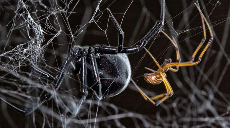 A male and female black widow spider. Credit Sean McCann