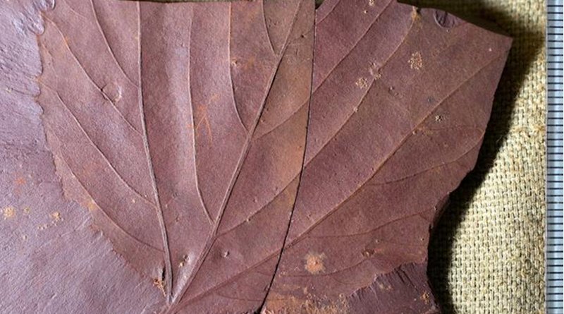 This fossilized tree leaf, are the first of their kind to have been found in the area. Alexandre Demers-Potvin, used the samples he collected to establish that Eastern Canada would have had a warm temperate and fully humid climate during the middle of Cretaceous period. Credit Alexandre Demers-Potvin