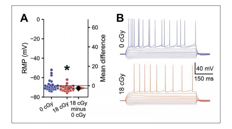 Radiation exposure alters the electrophysiological properties of neurons in the hippocampus. Credit Acharya et al., eNeuro 2019