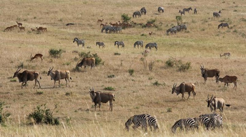 Masai Mara plains in East Africa. Credit Dr. Jakob Bro-Jørgensen
