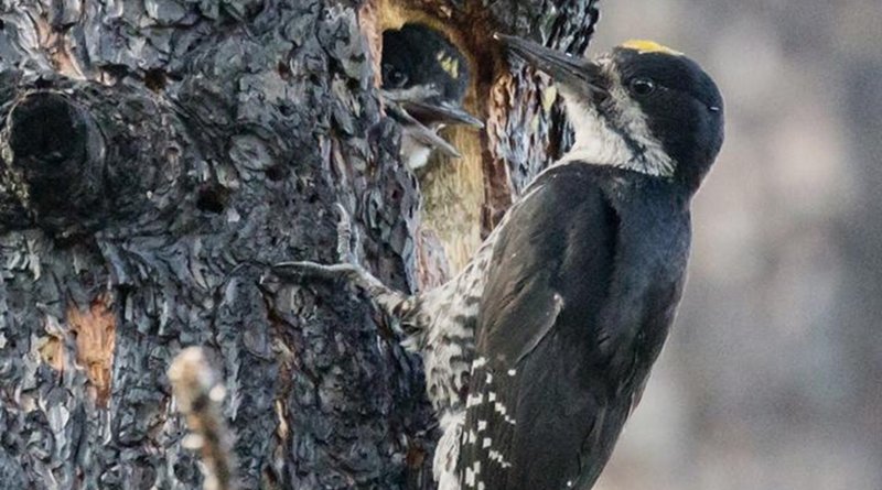A Black-backed Woodpecker visits its nest in a burned tree trunk. Credit Jean Hall