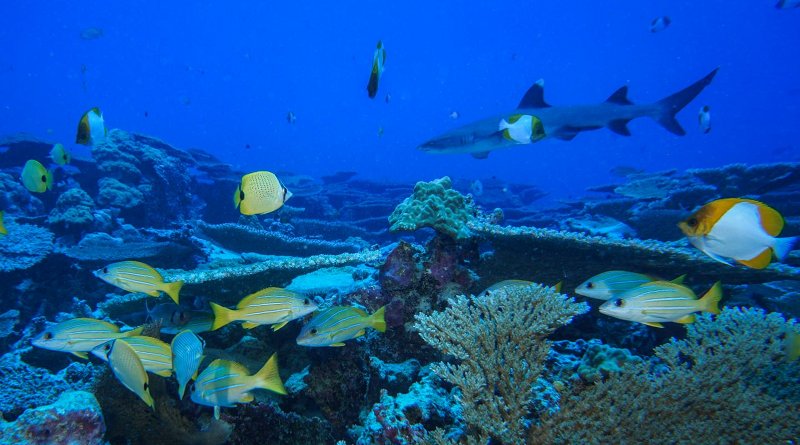 In 2006, then President George W. Bush included the area of the seamount as part of the Papahānaumokuākea Marine National Monument Credit National Oceanic and Atmospheric Administration