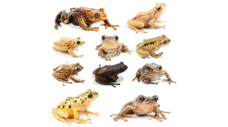 The Rain frogs comprise a unique group lacking a tadpole stage of development. Their eggs are laid on land and hatch as tiny froglets. Credit BIOWEB-PUCE
