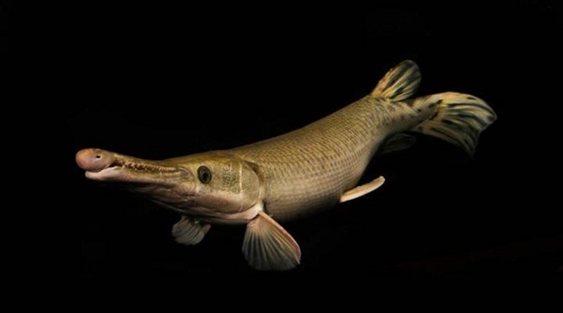 With a maximum weight of about 130 kilograms, the alligator gar is one of the largest freshwater fishes in North America. Credit Zeb Hogan