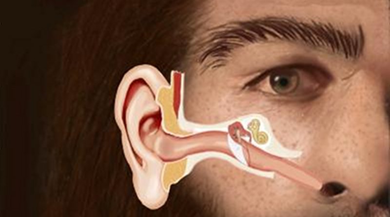 This illustration shows the structure of the Eustachian Tube in Neanderthal Man and it's similarity to the human infant. Credit SUNY Downstate Health Sciences University