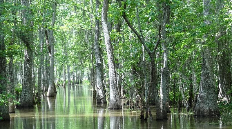 Louisiana swamp houma