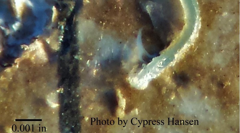 Microplastic viewed under a microscope. Credit Cypress Hansen