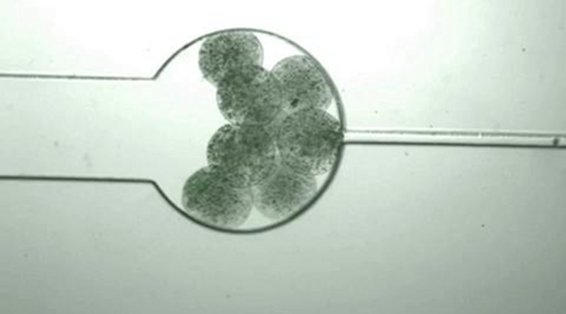 Capsules containing tailored bacteria called "swarmbots" grow and shrink in response to the chemical environment they contain. The swarmbots sense their own population density has reached a certain level and split open to release their contents, including a protein they've been engineered to manufacture. The capsule then shrinks and the process resumes when nutrients are introduced. Credit Zhuojun Dai