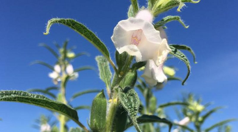 This is a sesame flower growing atop a sesame plant in western Texas research fields. Credit Irish Lorraine B. Pabuayon