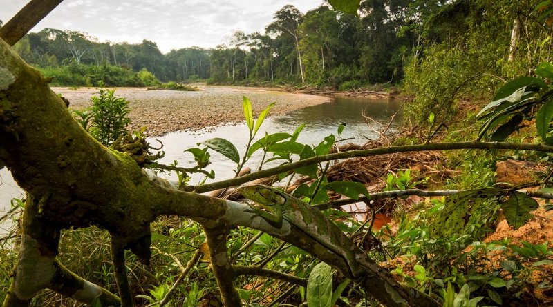 The research showed some wilderness areas, such as areas surrounding Madidi National Park in the Bolivian Amazon, play an extraordinary role in their respective regional contexts, where their loss would drastically reduce the probability of persistence of biodiversity. Credit Rob Wallace/WCS
