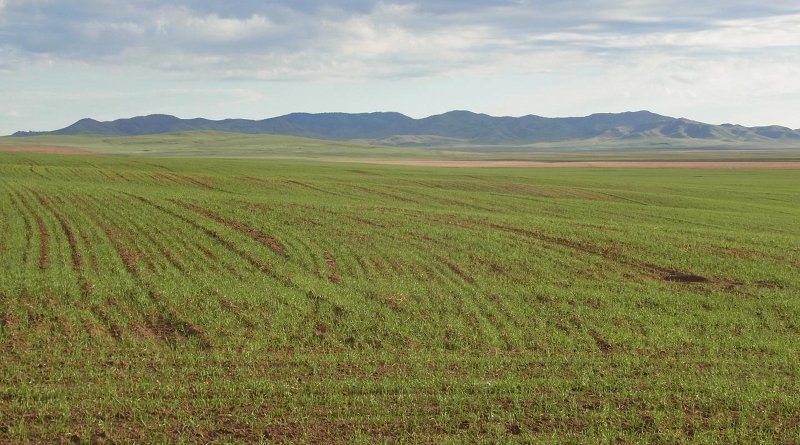 Agricultural fields in northern Mongolia, Khovsgol Aimag. Credit A. R. Ventresca Miller