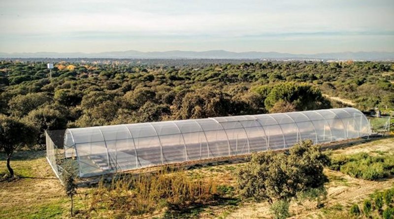 The researchers have investigated the adaptability of Arabidopsis plants to climate change in greenhouses. The species will lose its genetic diversity under the increasingly dry climate around the Mediterranean. Credit MPI f. Developmetnal Biology/ M. Exposito-Alonso