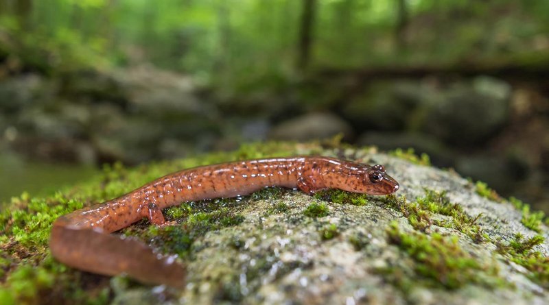 New University of Montana research suggests spring salamanders are less likely to survive metamorphosis to adults in streams with highly variable flows. Credit Photo by Ryan Wagner