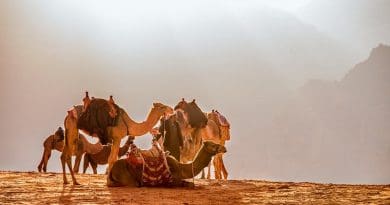 Camels in desert of Jordan